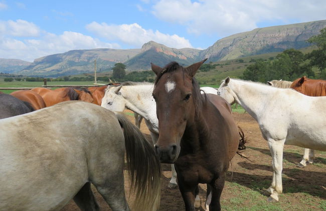 Verlorenkloof Estate - Foto 22