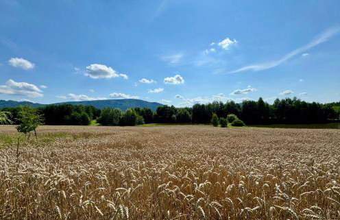 Zaczarowane Wzgórze - Domek w Beskidach - Foto 23