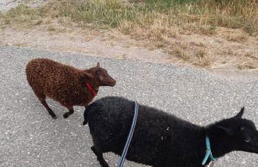 Ferienwohnung Wiesenhof - Foto 45