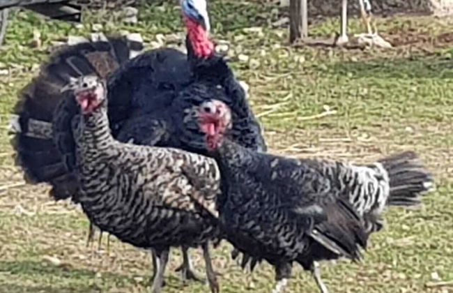 Maison la Branche d Oiseaux - Foto 11