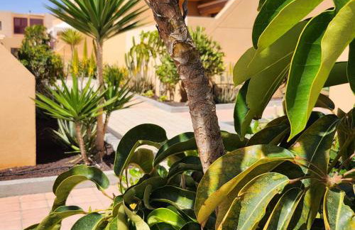 Oro de la Bahia - Foto 32