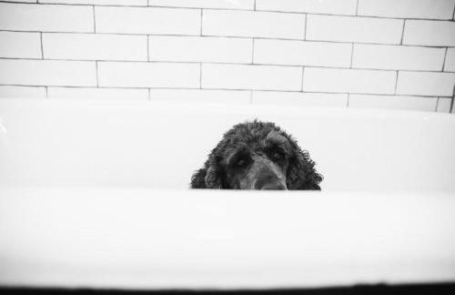 Uprising A pet friendly couples retreat - Foto 12