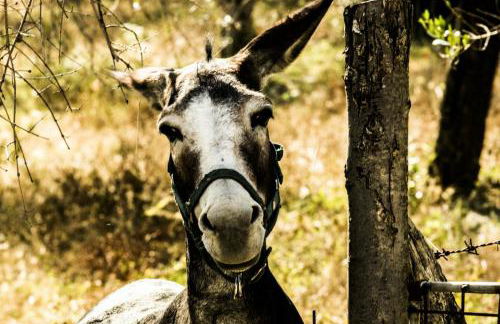 B&B I Montanari - Foto 53