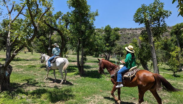 Disfruta de un paseo único a caballo por el viñedo con cata de vinos - Foto 4