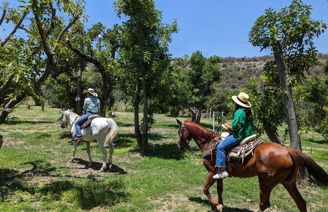 Disfruta de un paseo único a caballo por el viñedo con cata de vinos - Foto 4