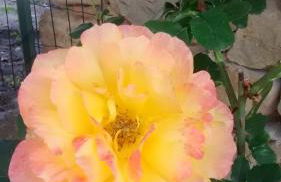 La Pomella - Foto 42