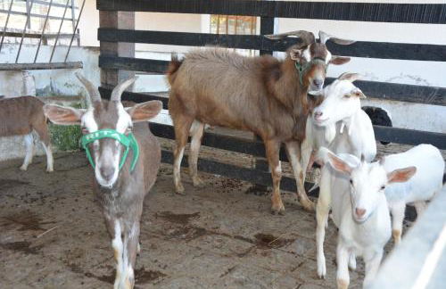 FLAT MONTE CASTELO GRAVATÁ 2 QUARTOS COM AR CONDICIONADO - WIFi - Foto 27