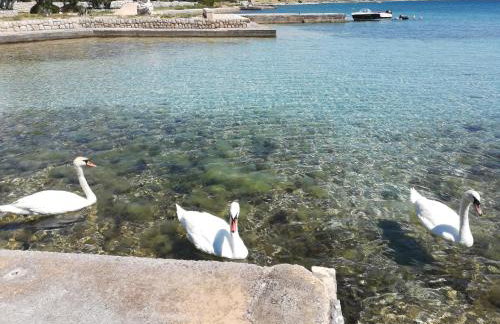 Apartmani Matošević, Pag-Košljun - Foto 21