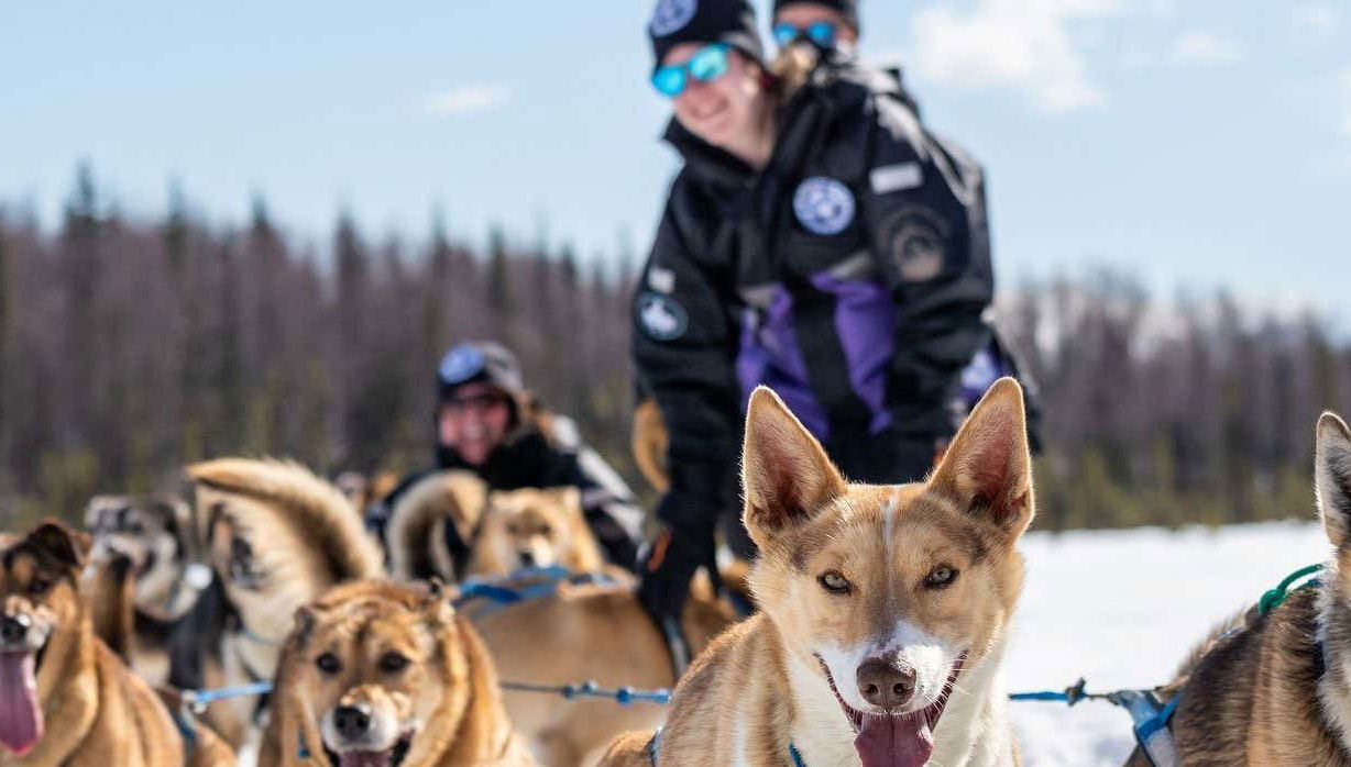 Giro in slitta trainata da cani husky in inverno