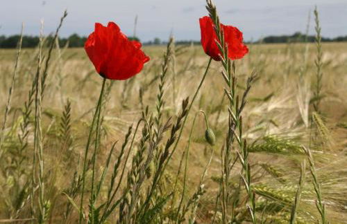 Ferienhaus in der Naehe der Ostsee - Foto 36