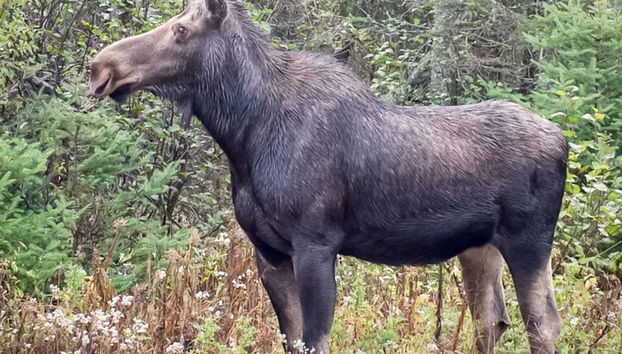 2 Person Holiday Home in Uddevalla - Foto 3, Verschiedenes