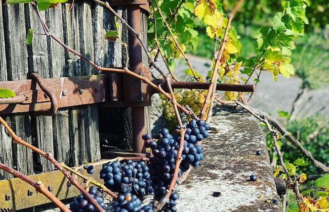 Stunning 6-bed Villa in Etoy - Foto 34