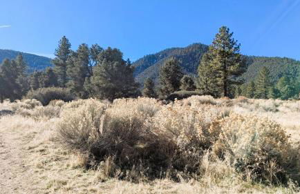 Bearly Connected, a brand new cabin in the woods - Foto 37