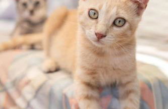 Η αυλή της Ασπασίας, Χανιά Κρήτη - Photo 15