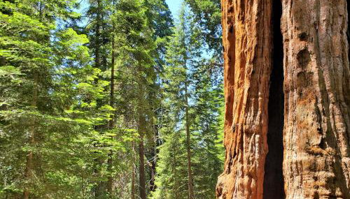 Redwood Retreat, Mountains, Adventure and Nature - Foto 4