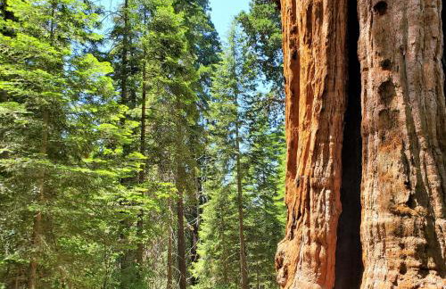 Redwood Retreat, Mountains, Adventure and Nature - Foto 4