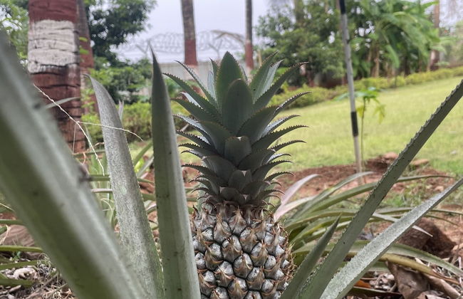 Geeta Bhawan - Foto 64