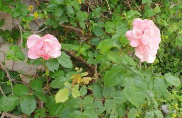 Villa Clio - Foto 57