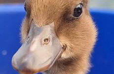 Pension Entenhausen - Foto 58