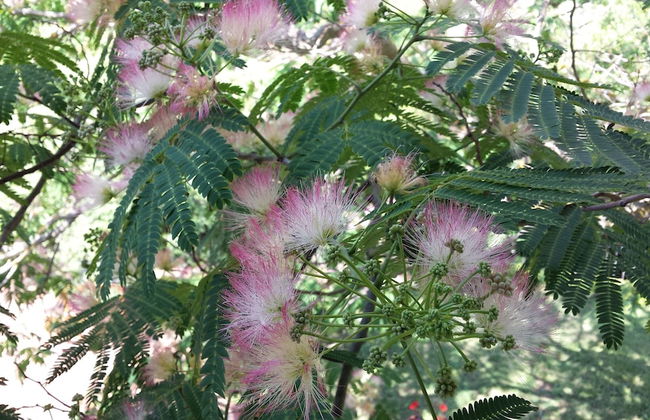 Il Pezzatino - Photo 50