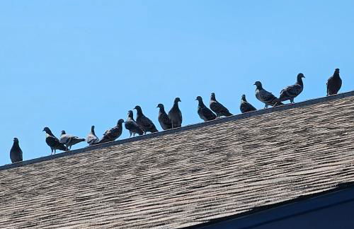 Pat's Perch - Foto 31