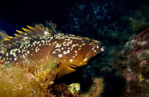 Cottage sul Mare - Foto 17