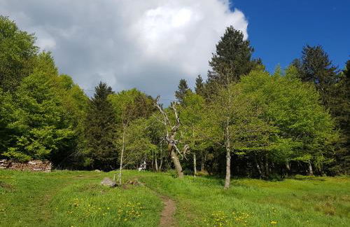 Ferienwohnung 32 im Ferienland Sonnenwald - Bayerischer Wald - Foto 15