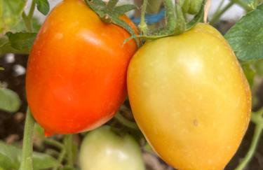 Appartement Vila Fajen - Foto 18