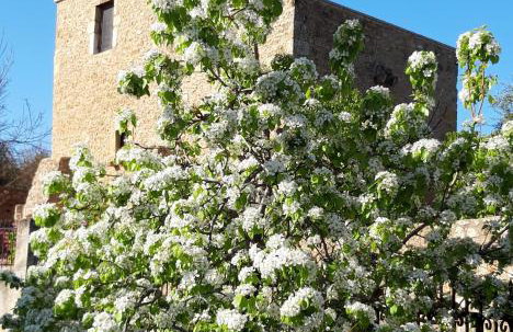 Pyrgos 1869 with Private Pool - Foto 16