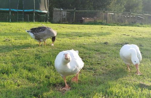 Maisonnette de charme A 5 min du Parc PUYDUFOU - Photo 15