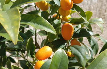 Dependance Sabrina - Foto 1