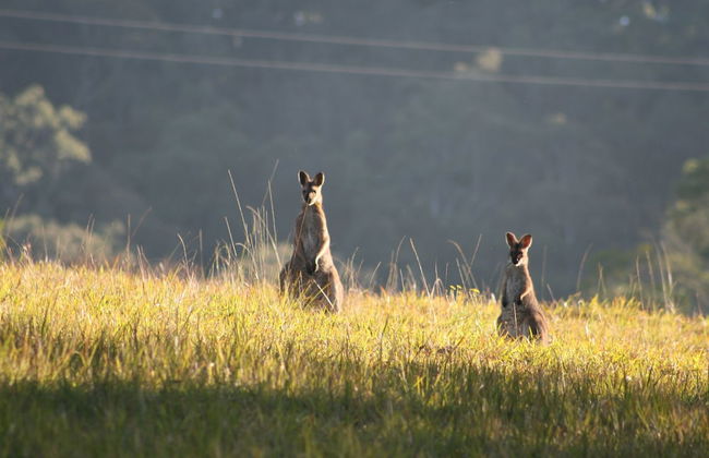 Bluegums Cabins Barrington Tops - Photo 71
