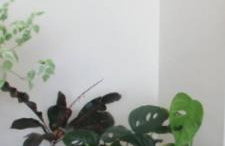 Três quartos Graça - Foto 13