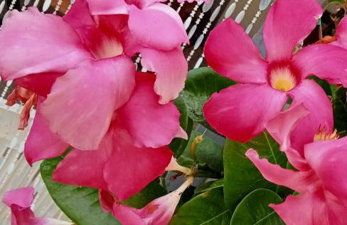 "Minerva" da Sabrina - Foto 1