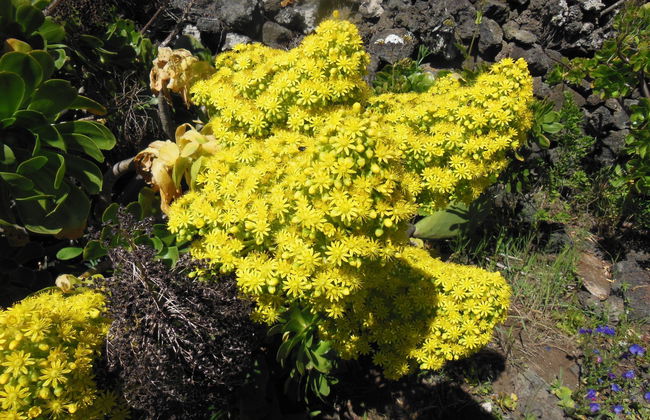 Aborigen Bimbache Casa Rural - Foto 38