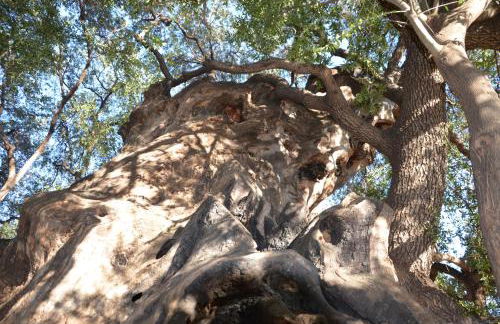 Home Balloon - Foto 38