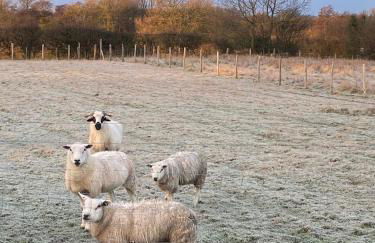 Apple Blues Farm - Foto 33