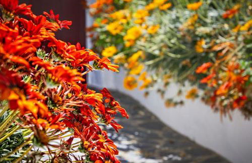 Casa de Veiros - Estremoz - Foto 22