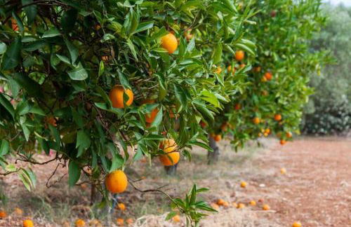 Orange Tree - Foto 27