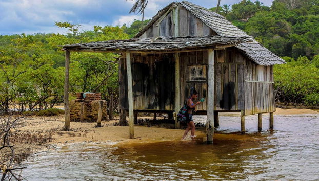 Você também verá manguezais
