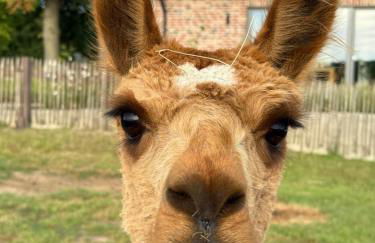 Ferienwohnung Alpakablick - inklusive Alpaka Meet & Greet an bestimmten Terminen - Foto 27