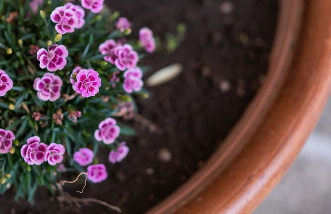 Il Nespolo - Foto 24