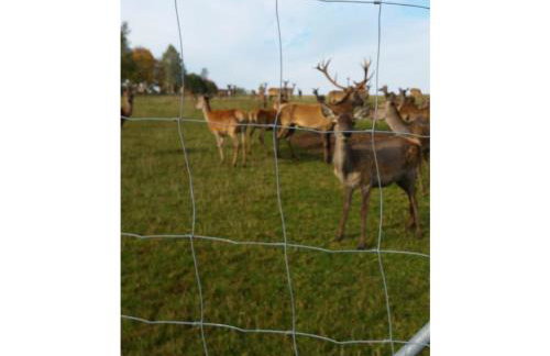 Gerda's Ferienhäuser - Foto 29