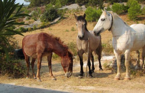 Apartments DARIJA & PERO - Foto 21