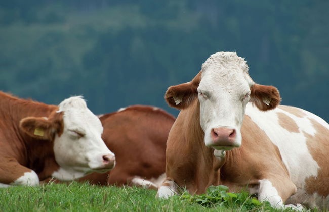 Chalet in Fusch Near Ski Lift and Lake - Foto 21