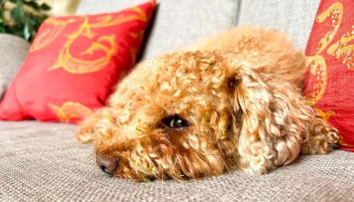 Ferienwohnung Kleiner Vilm - Foto 5