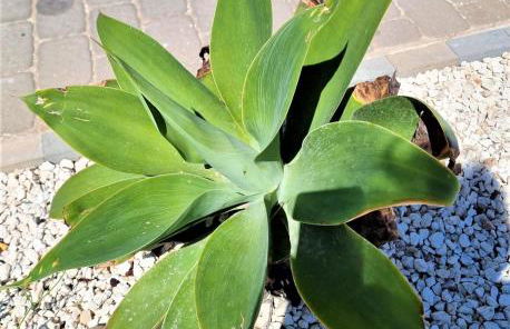 Cabo Cervera primera linea apartamento de lujo - Foto 45