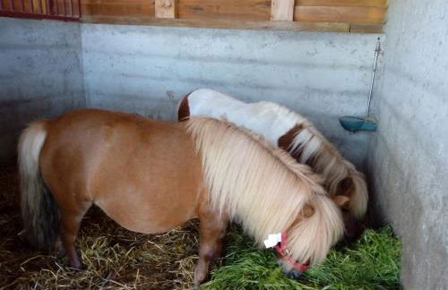 Quinta Souto Chão - Photo 18