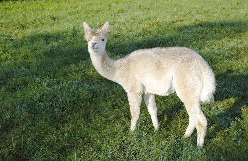 FeWo "AlpakaZeit" im ökologischen Holzhaus mit traumhafter Aussicht und Alpakas - Foto 18