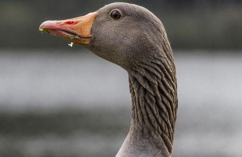 Arden Country House - Foto 21